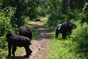 Mount Elgon National Park