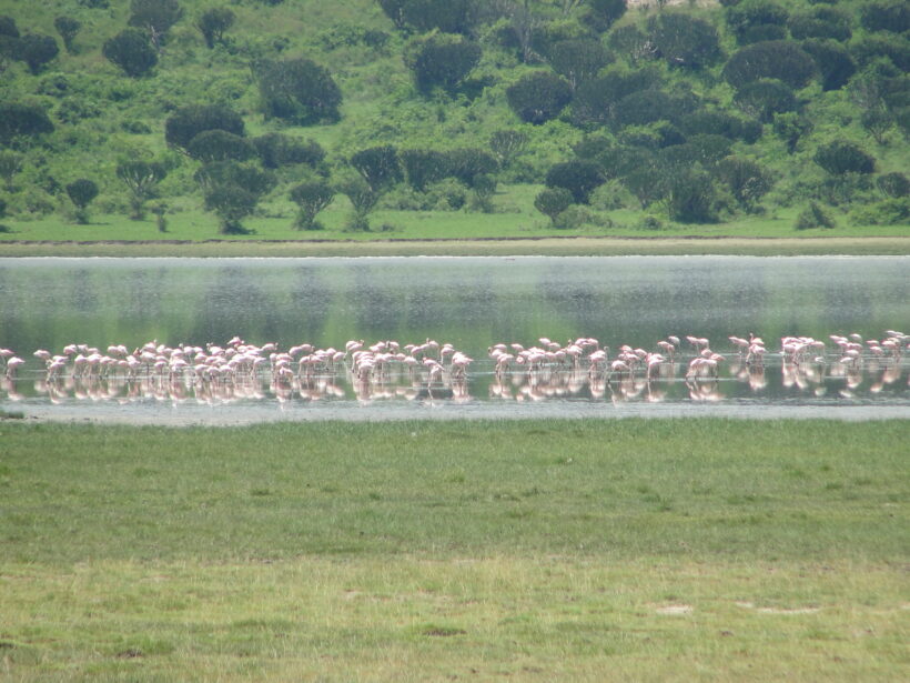 Flamingos