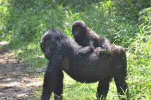 7 days Uganda Gorillas and wildlife Safari