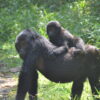 7 days Uganda Gorillas and wildlife Safari