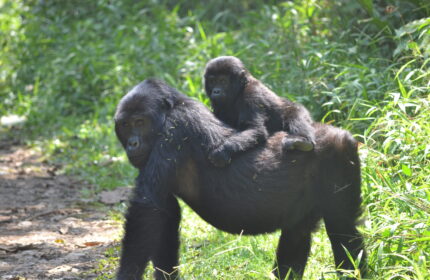 7 days Uganda Gorillas and wildlife Safari