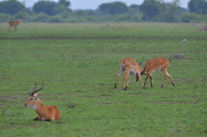 3 Days Queen Elizabeth National Park Safari