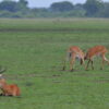 3 Days Queen Elizabeth National Park Safari