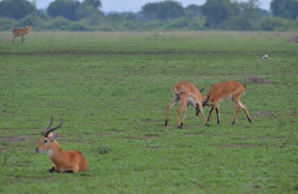 3 Days Queen Elizabeth National Park Safari