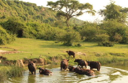 Semuliki National Park