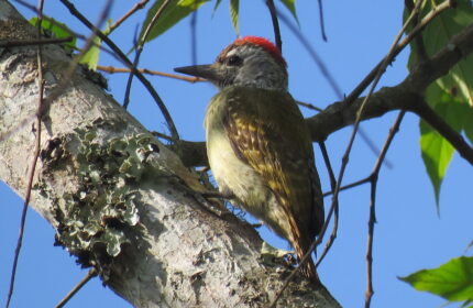 4 Days Uganda Birding Safari, Sesse Islands-Kampala