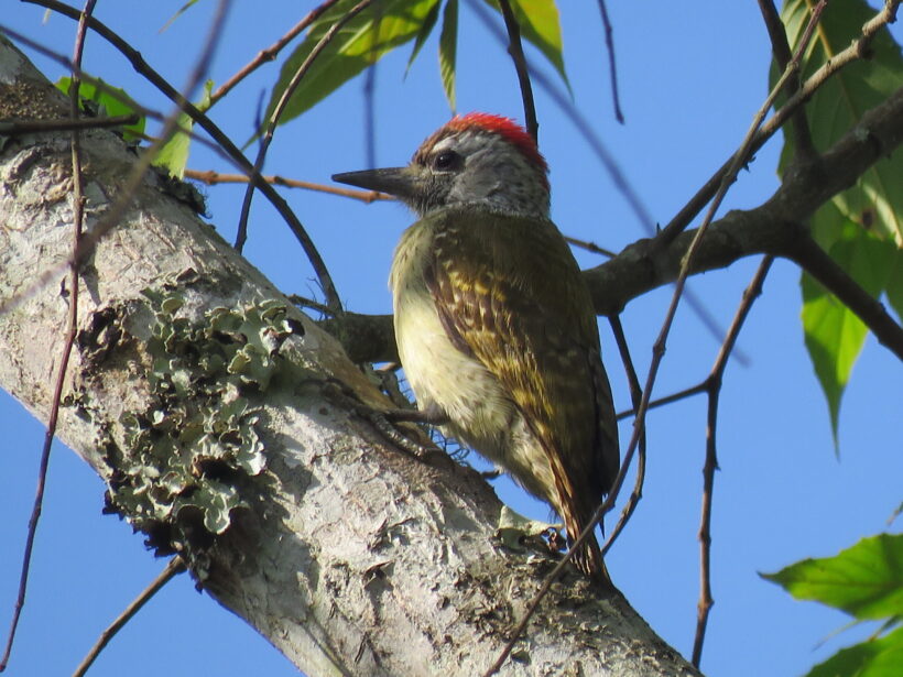 4 Days Uganda Birding Safari, Sesse Islands-Kampala