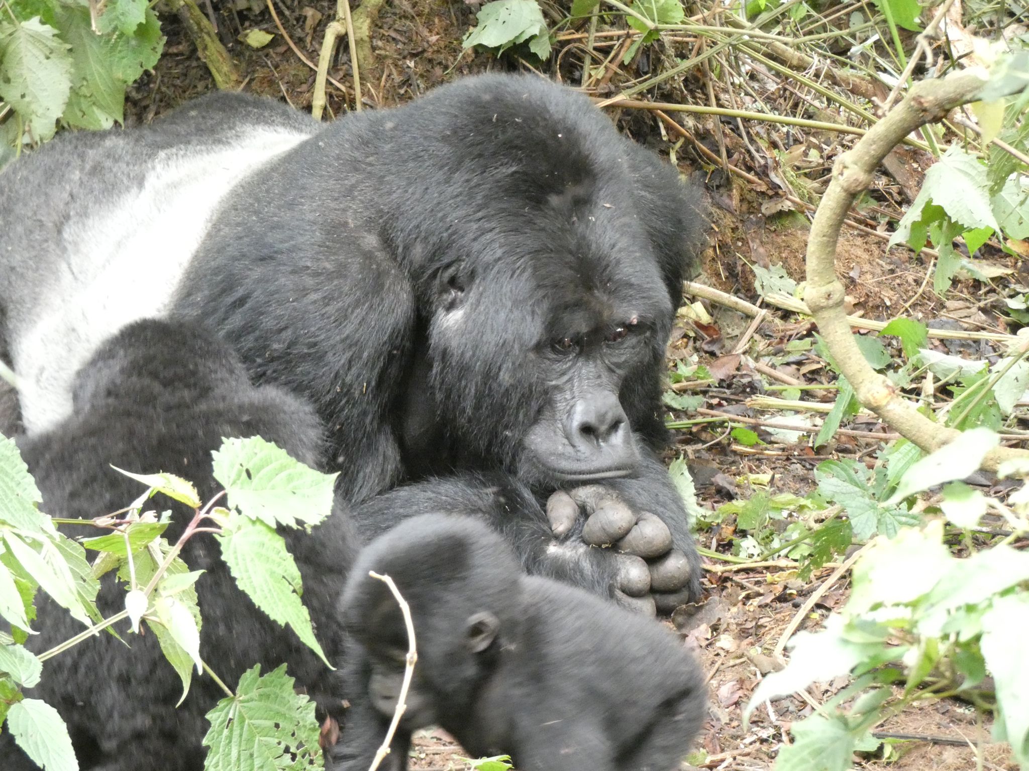 Mgahinga National Park