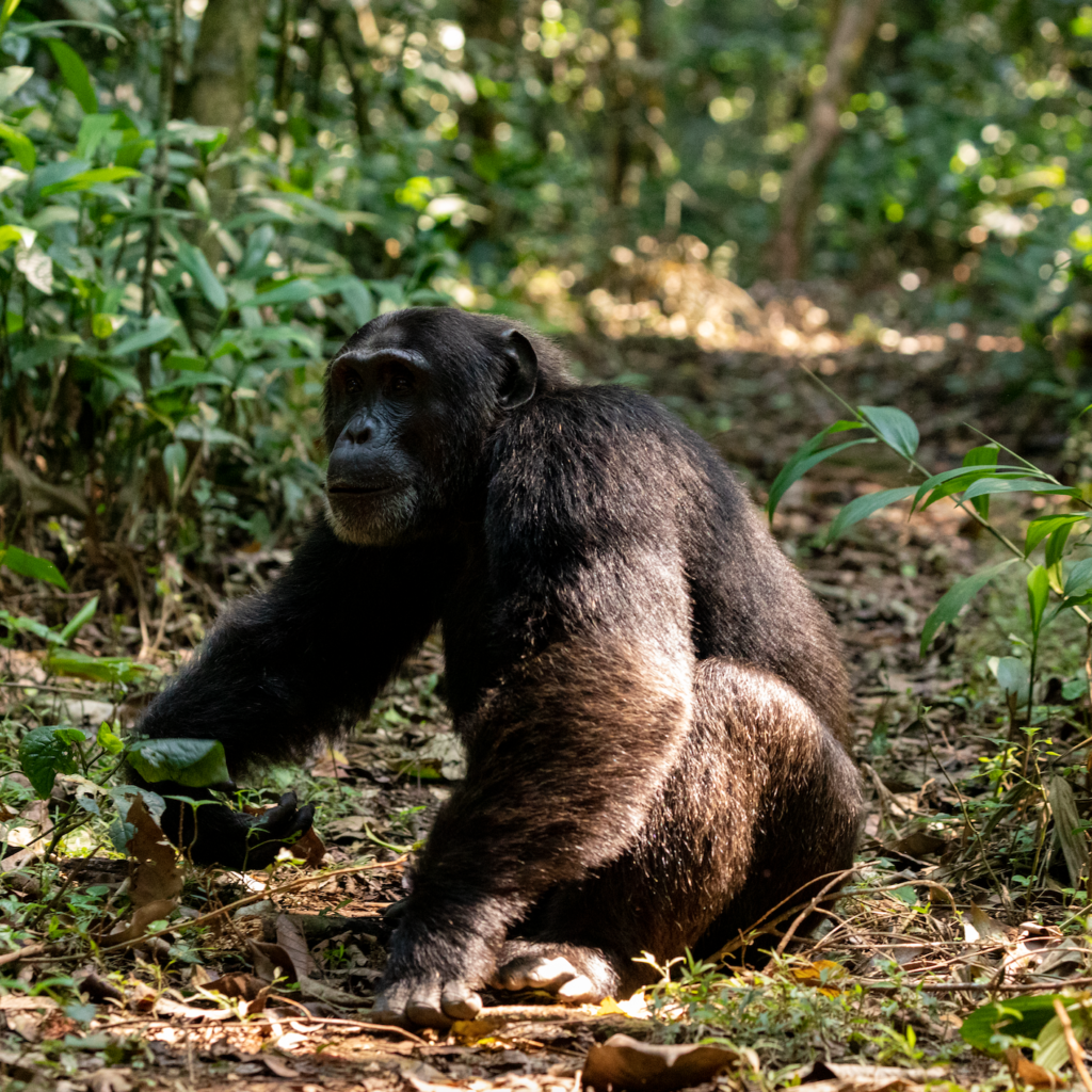 Kibale National Park